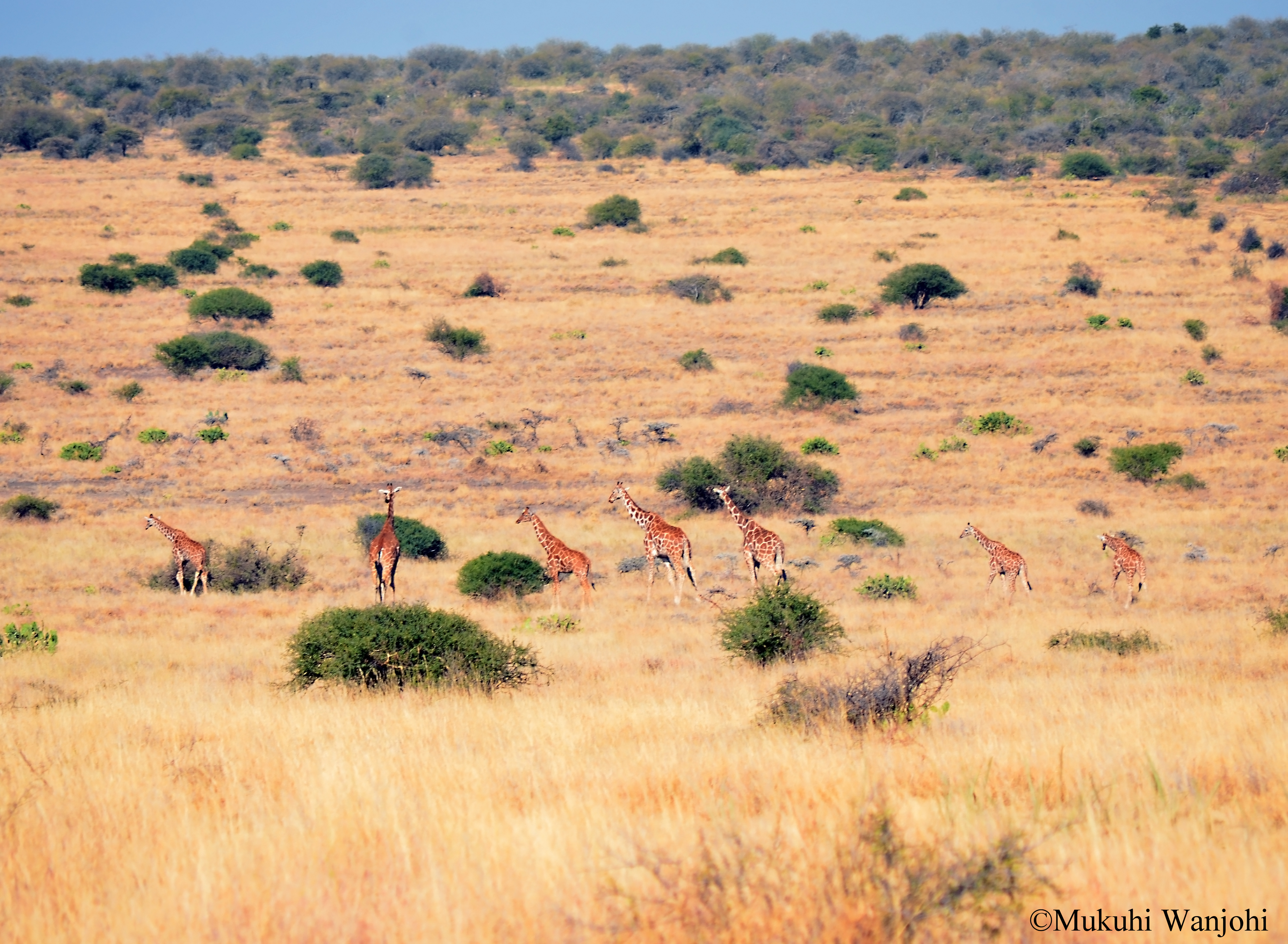 TUMAREN: HIDDEN TREASURE